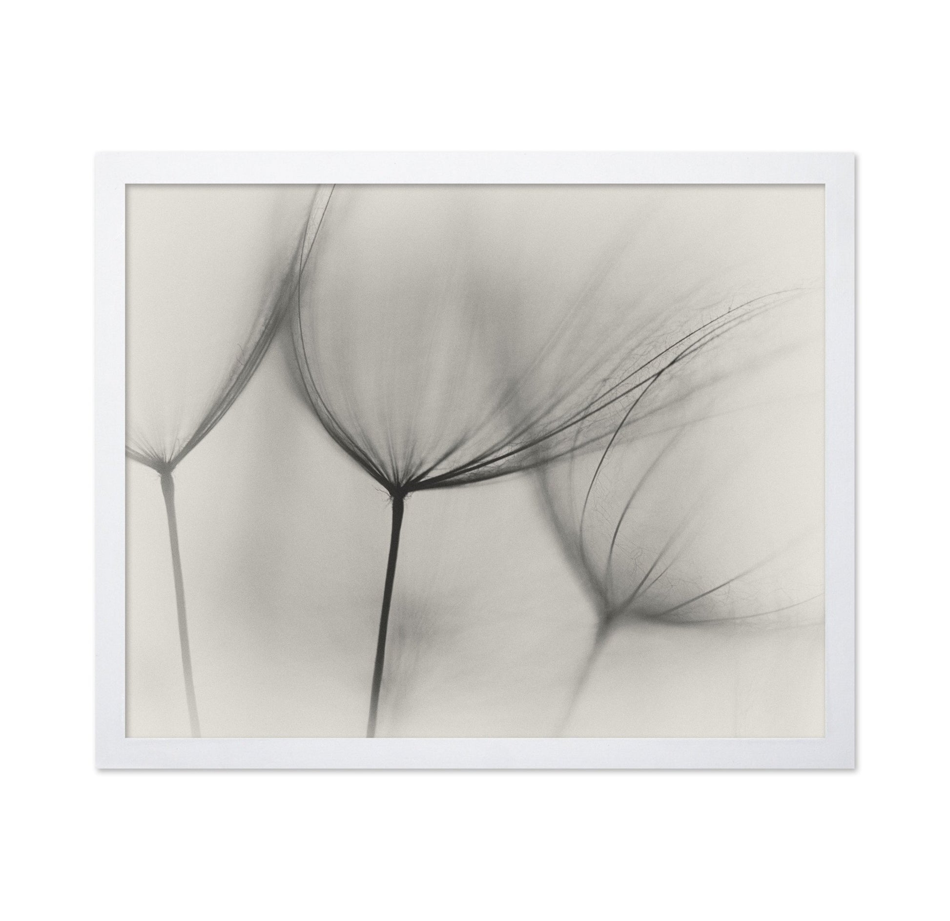 Tragopogon No 2