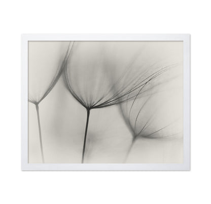 Tragopogon No 2