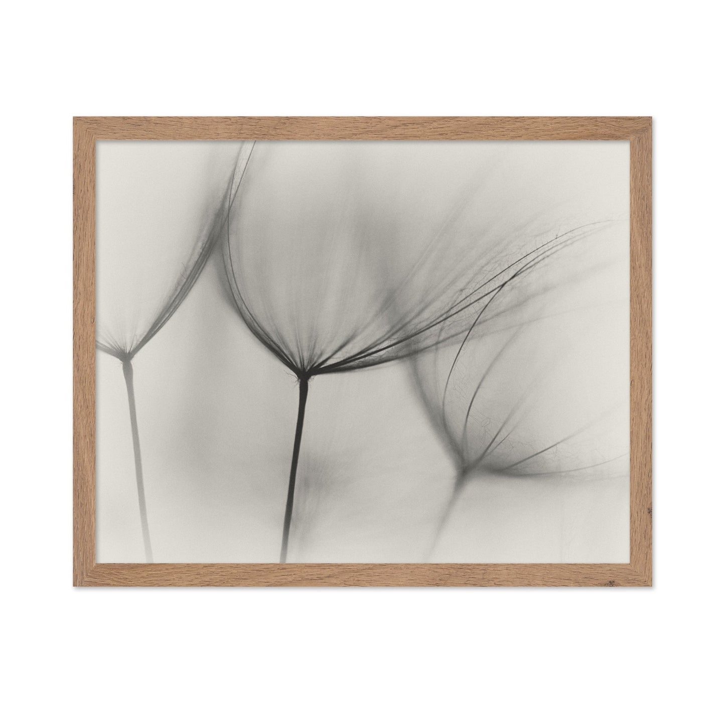 Tragopogon No 2