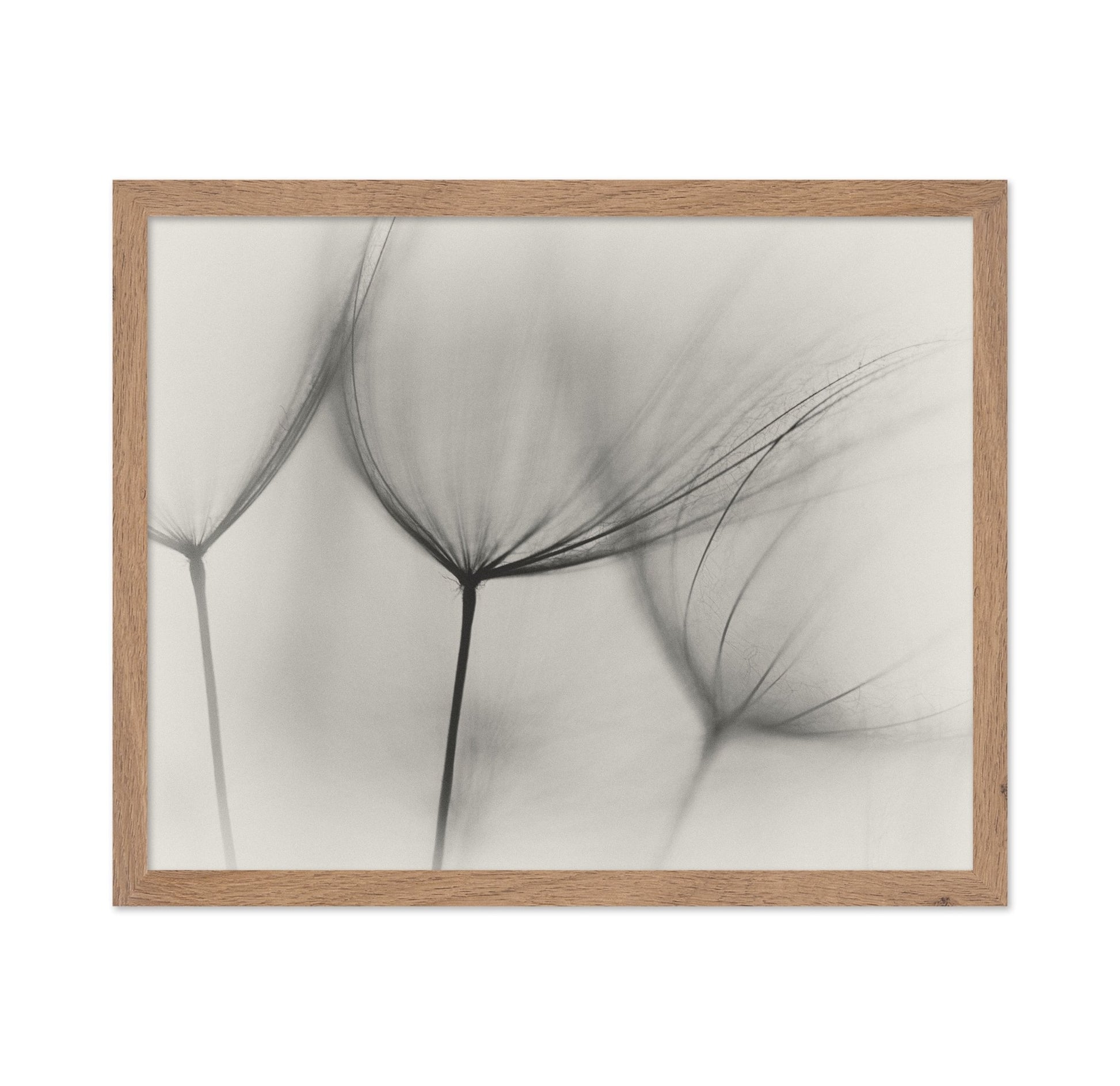 Tragopogon No 2