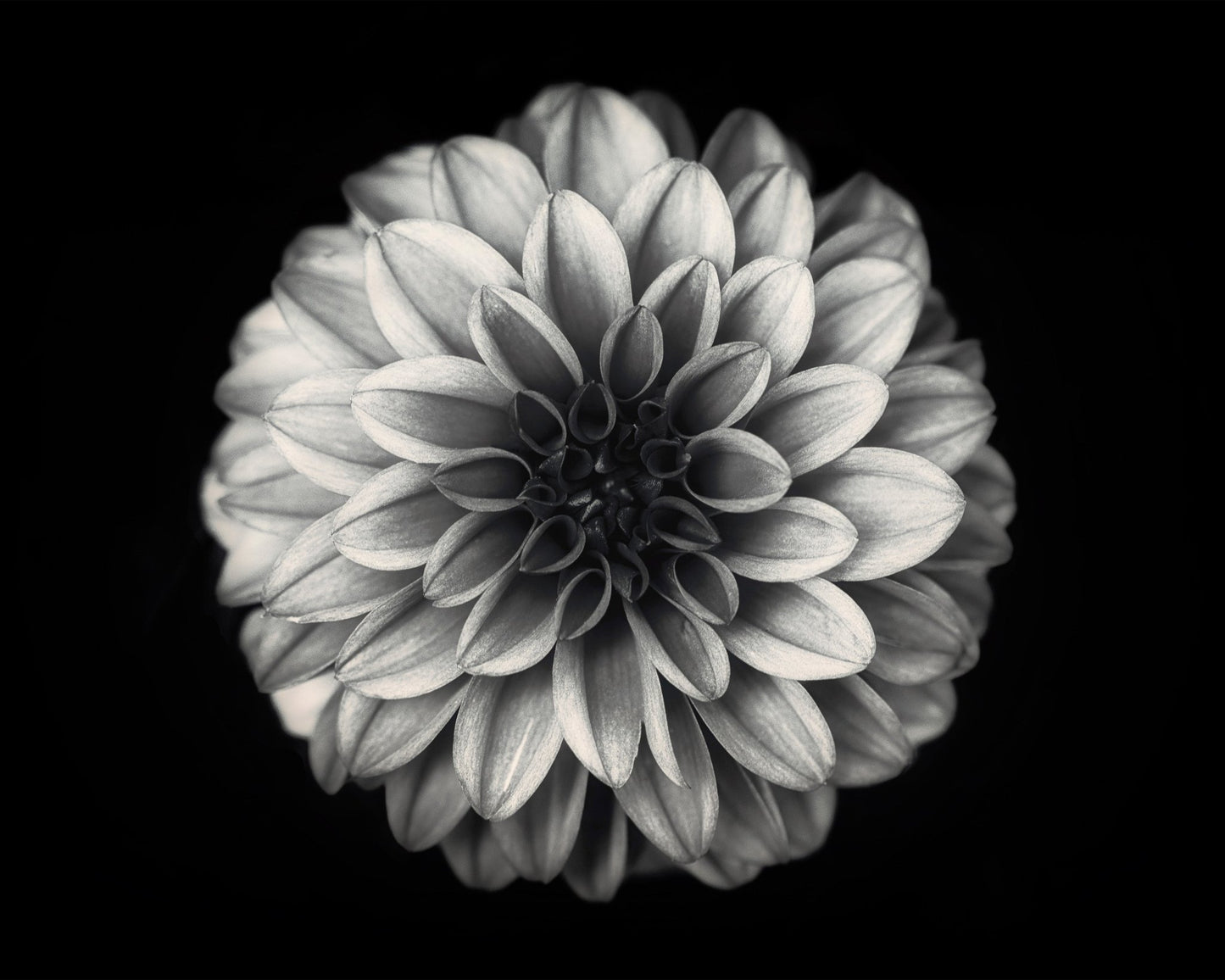 Dahlia No 3