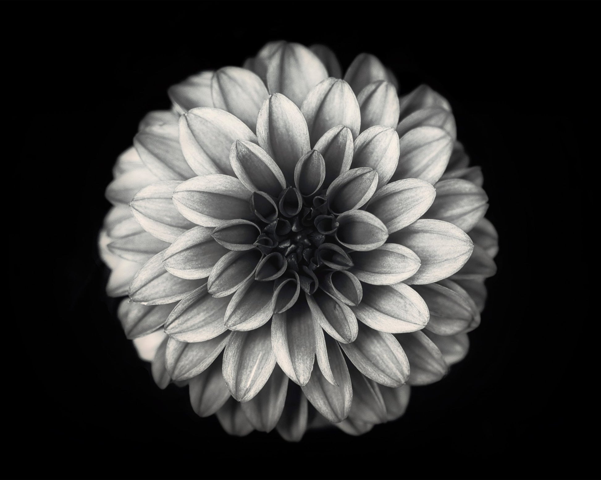 Dahlia No 3