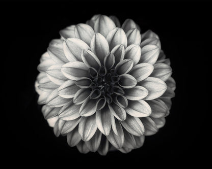 Dahlia No 3