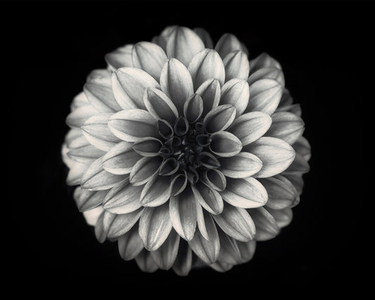Dahlia No 3