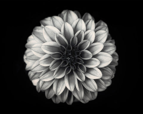 Dahlia No 3
