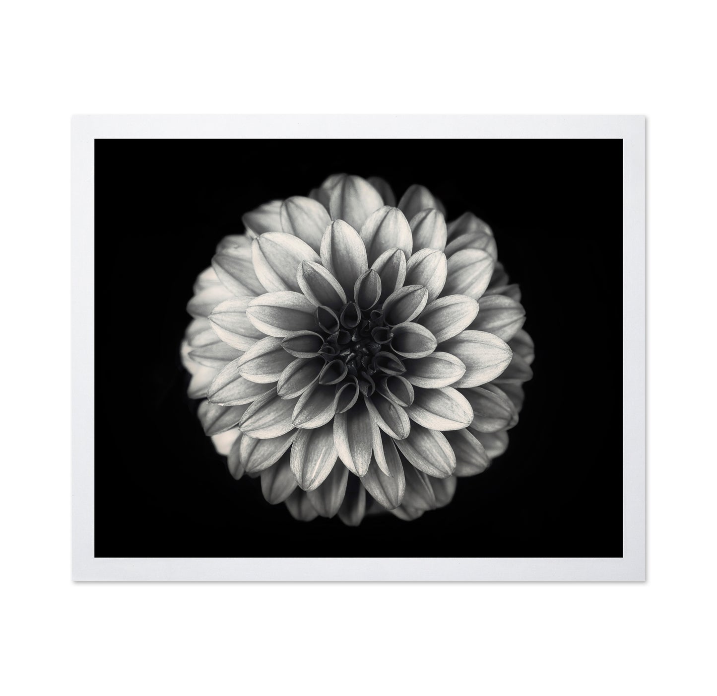 Dahlia No 3