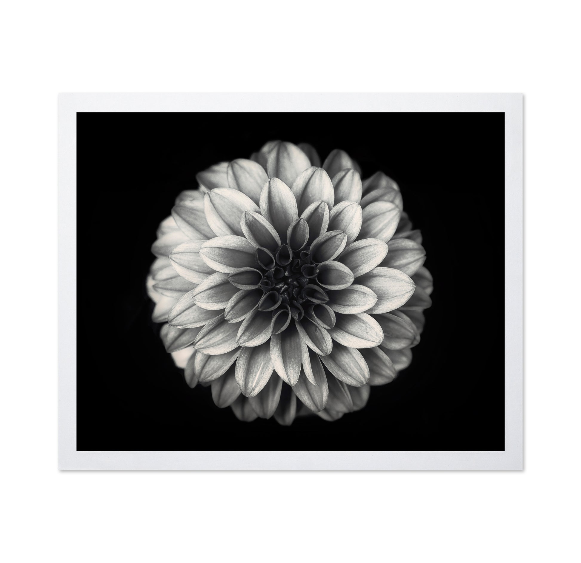 Dahlia No 3