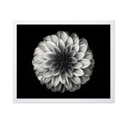 Dahlia No 3