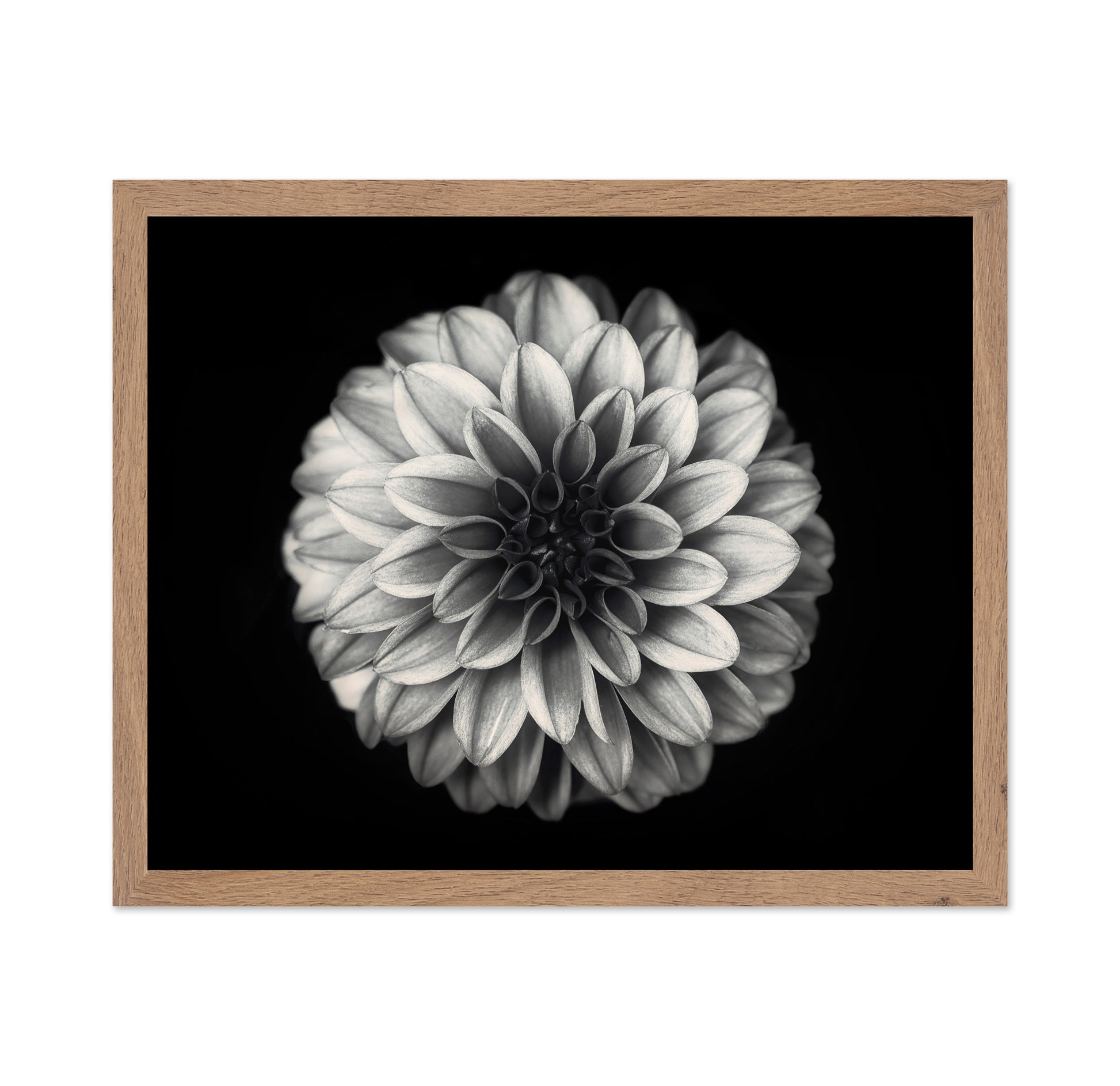 Dahlia No 3