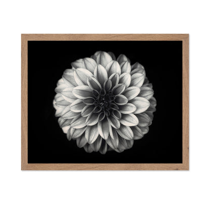 Dahlia No 3