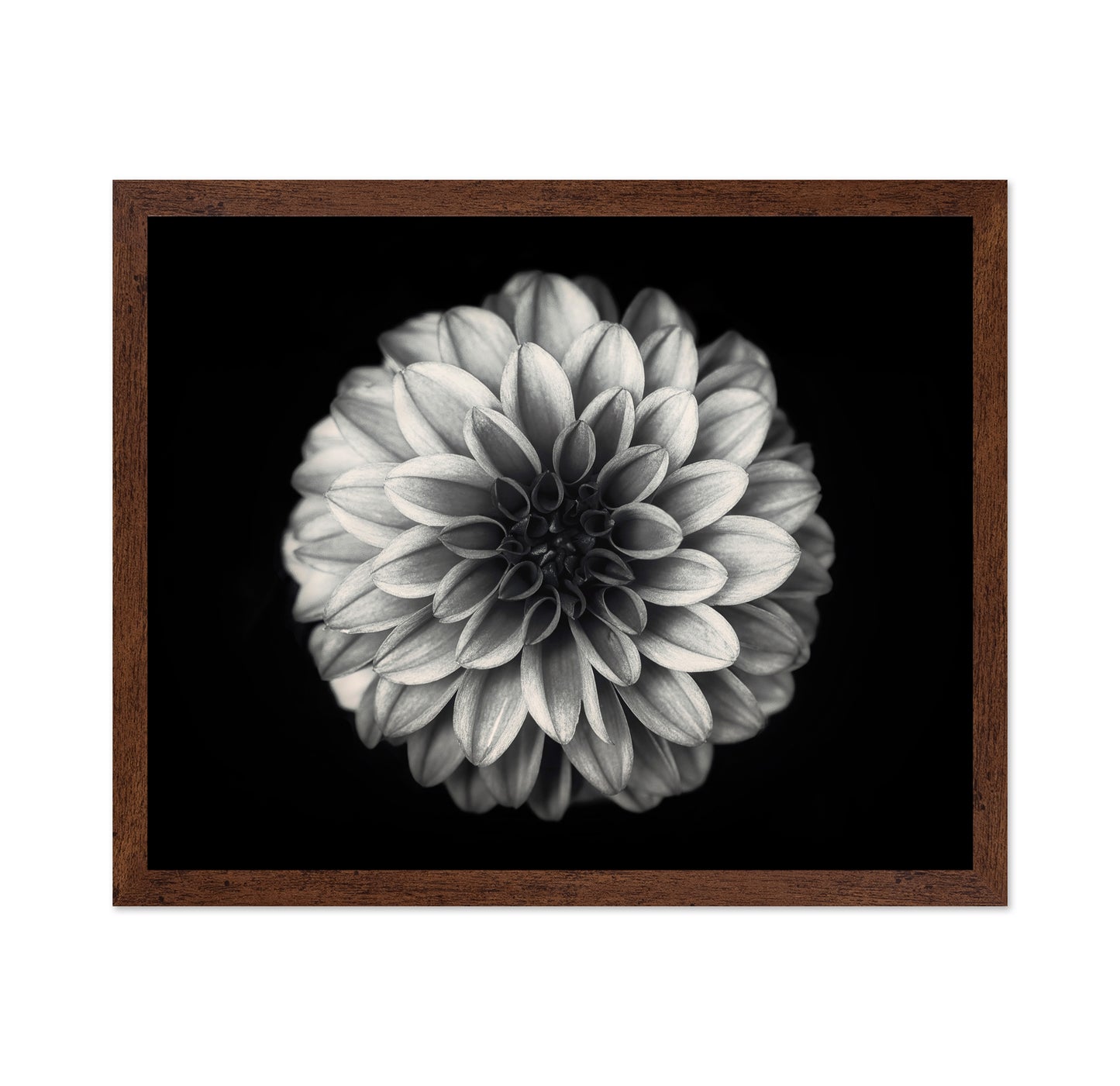 Dahlia No 3