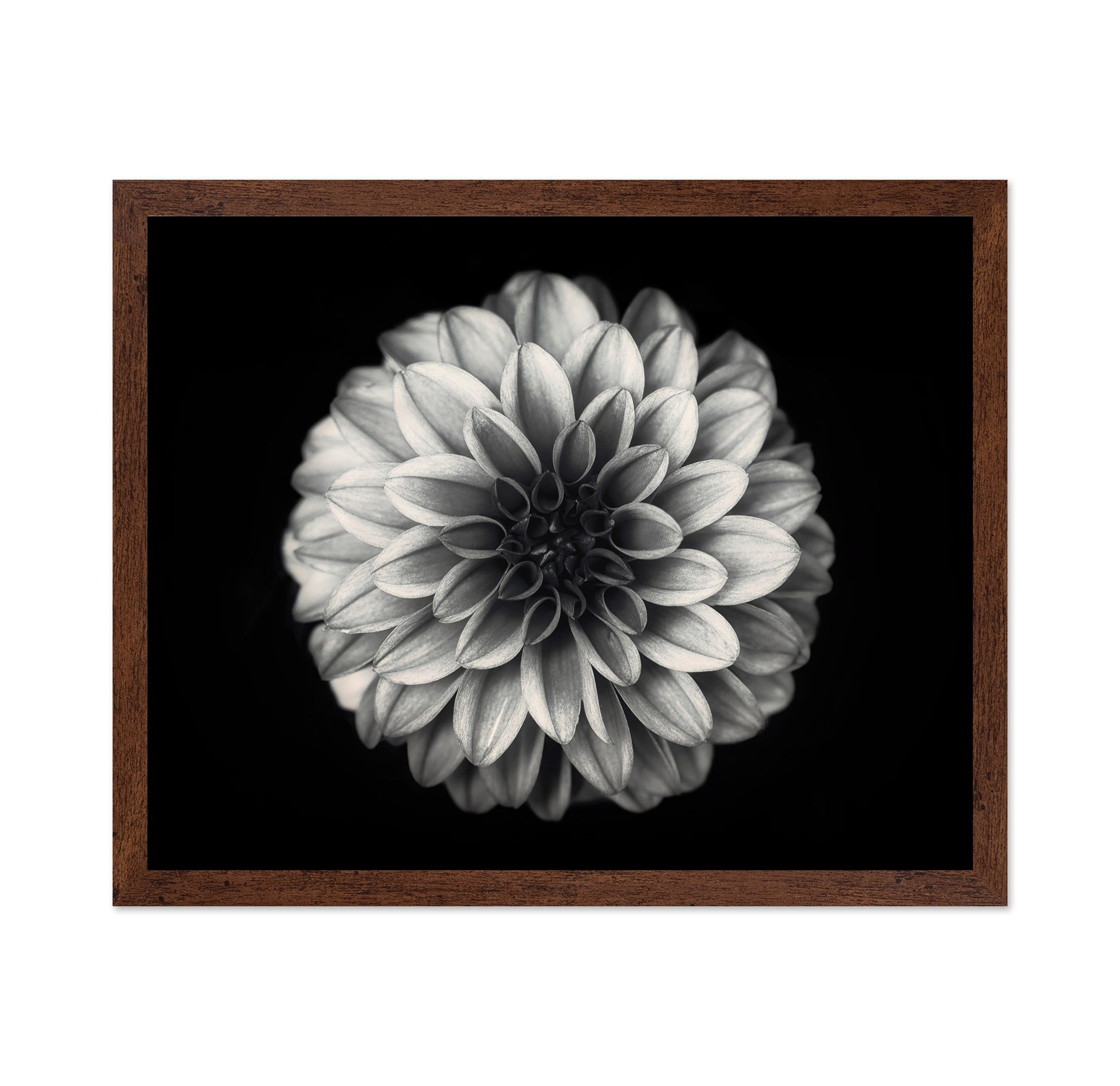 Dahlia No 3