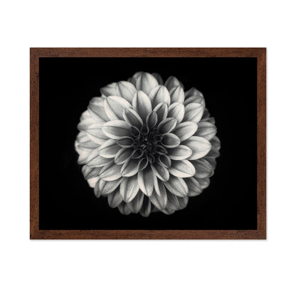 Dahlia No 3