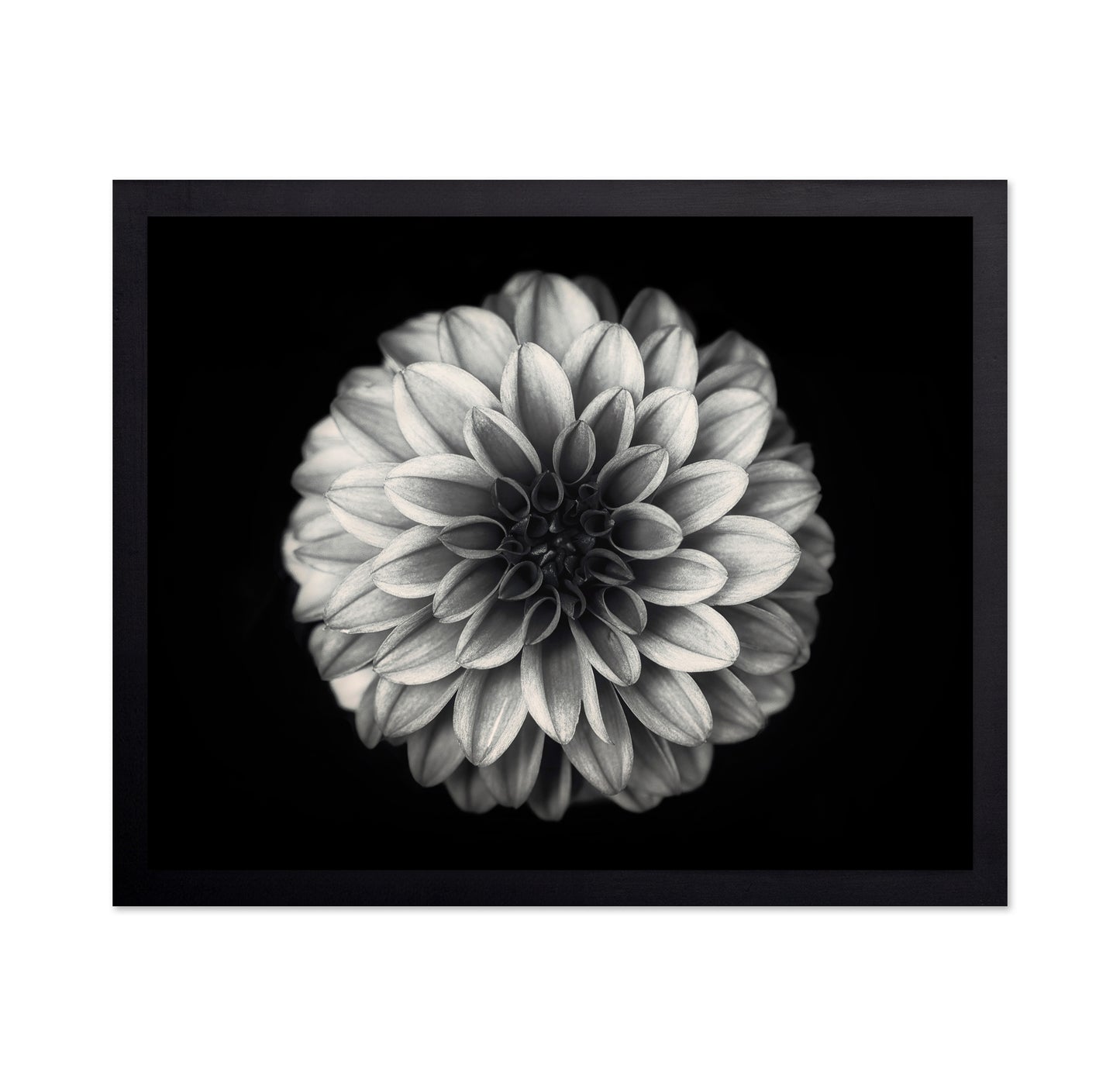 Dahlia No 3