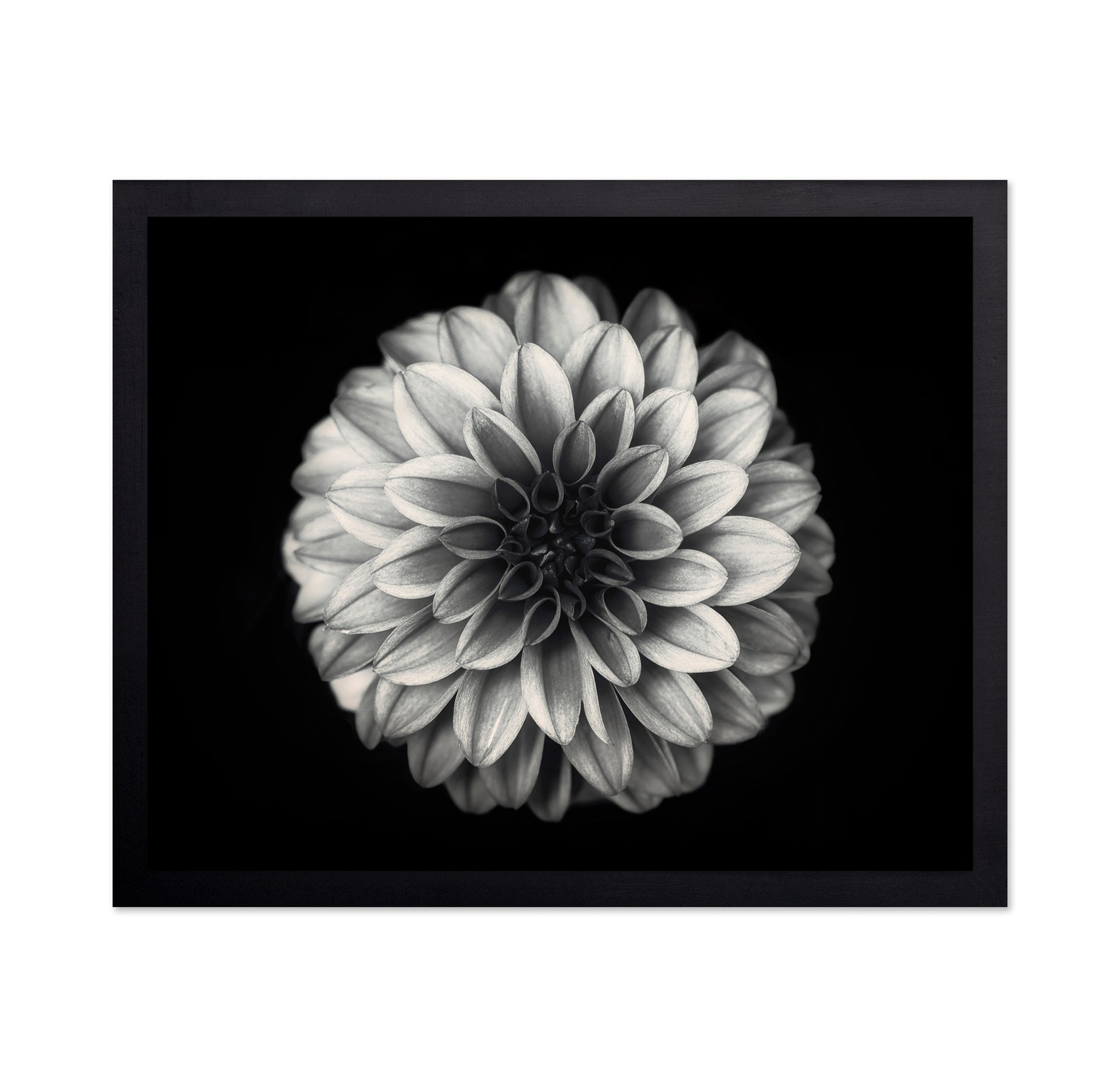 Dahlia No 3