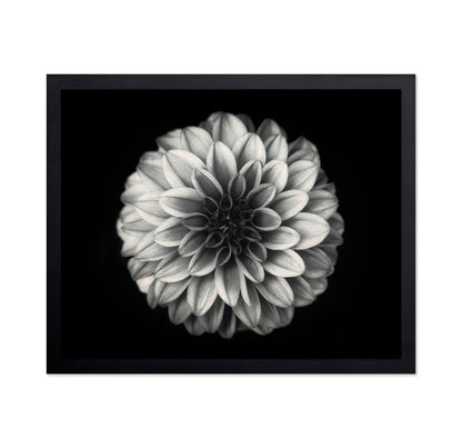 Dahlia No 3