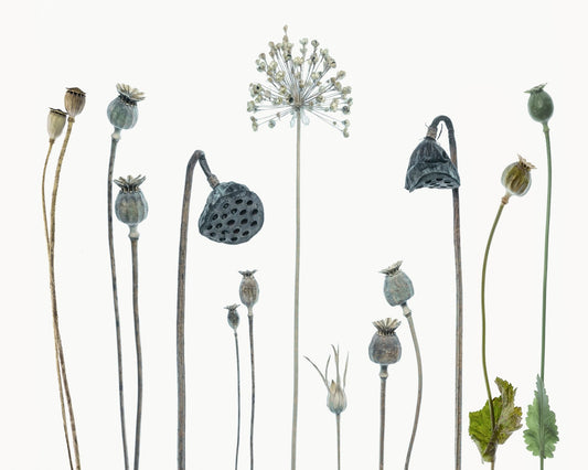 Seed Heads No 1