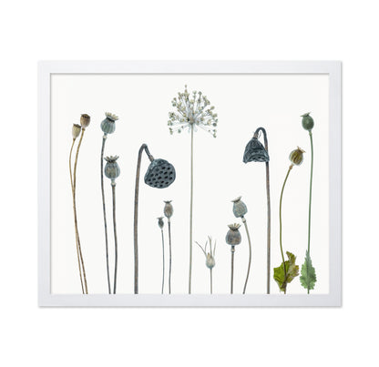 Seed Heads No 1