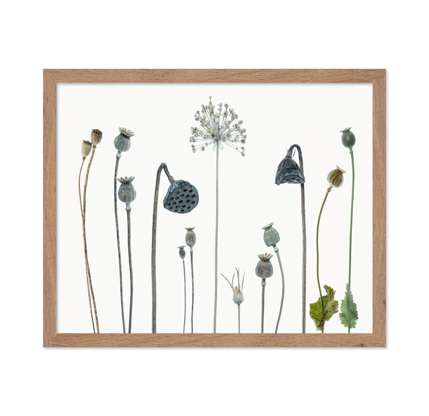Seed Heads No 1
