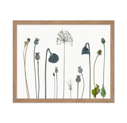 Seed Heads No 1