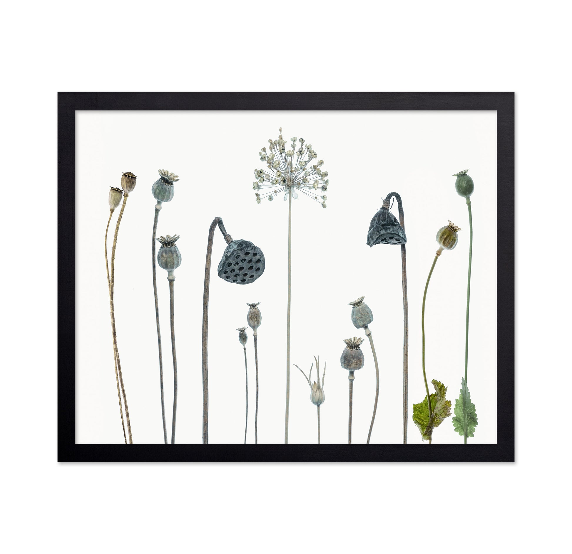 Seed Heads No 1