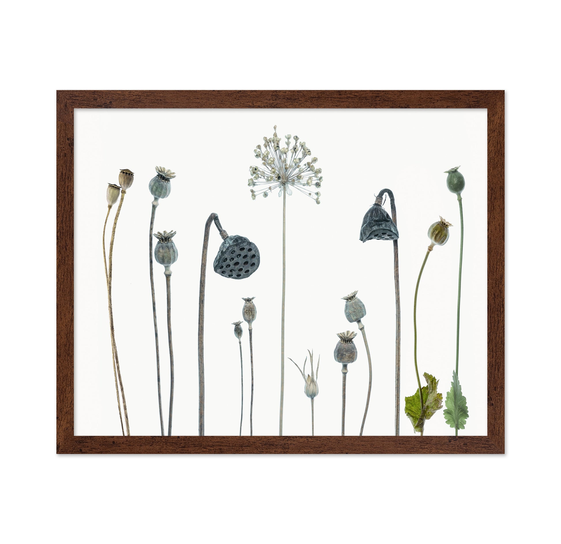 Seed Heads No 1