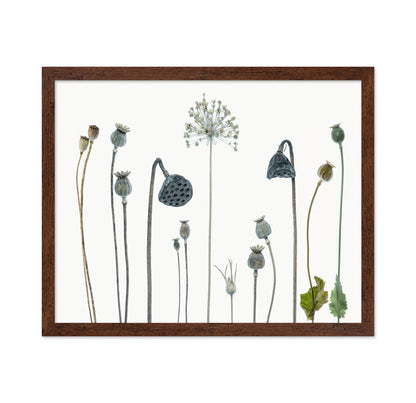 Seed Heads No 1