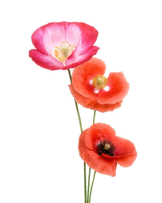 Colourful poppies