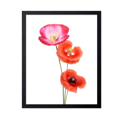 Colourful poppies