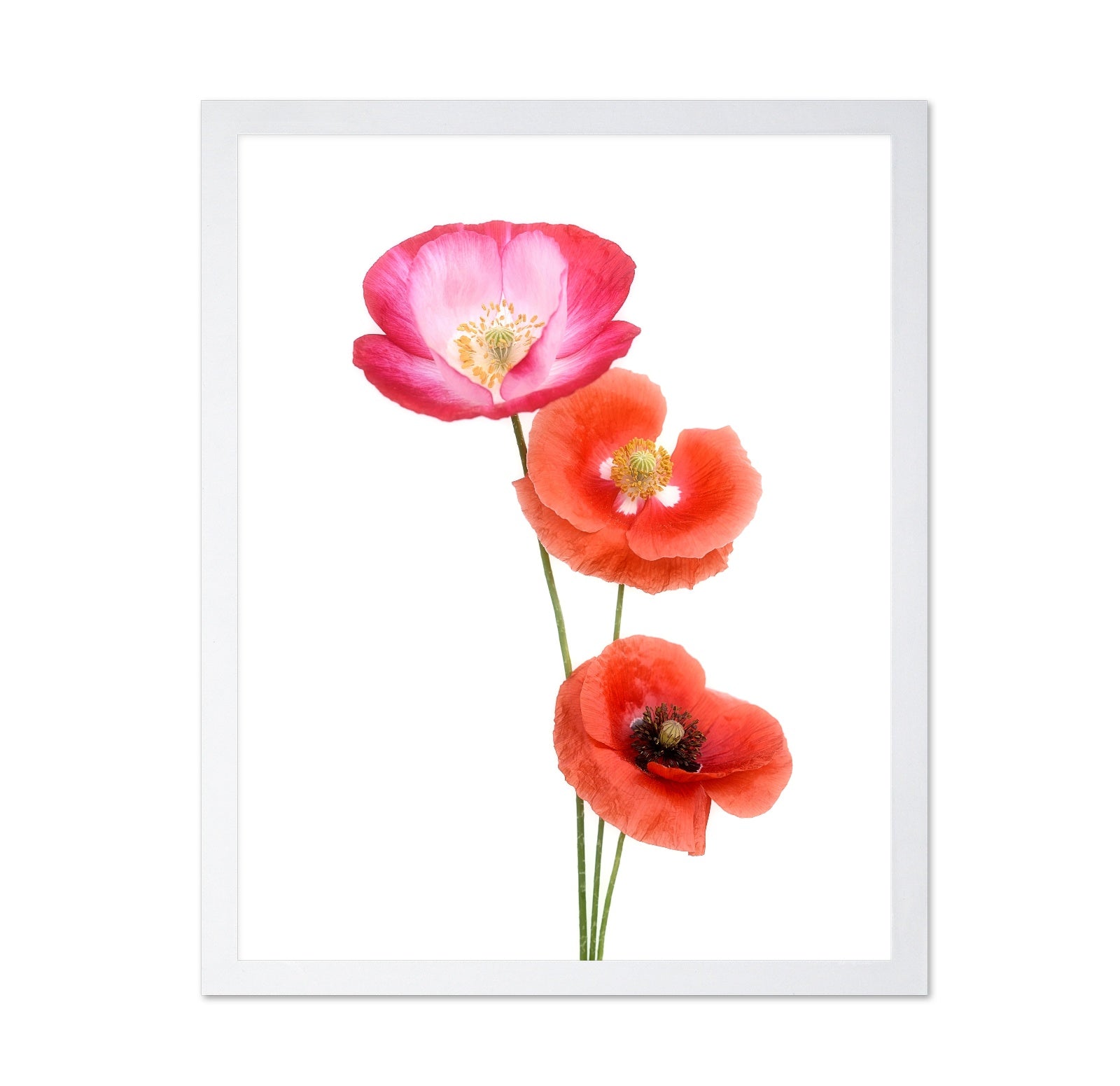 Colourful poppies