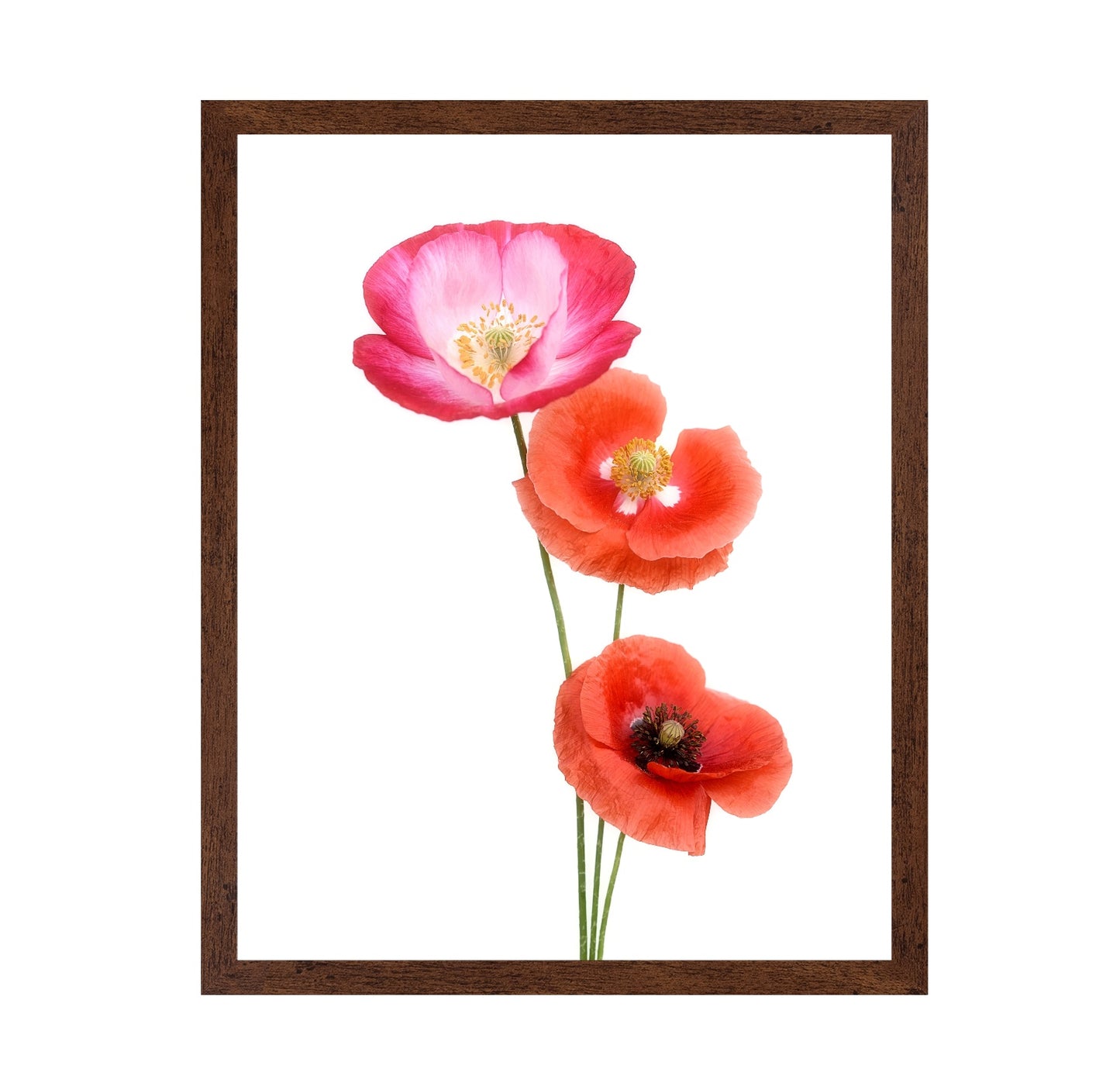 Colourful poppies