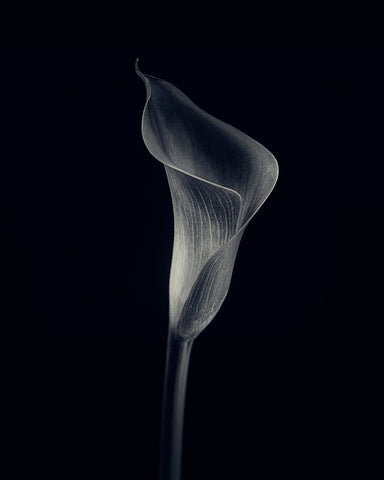 Calla Lily