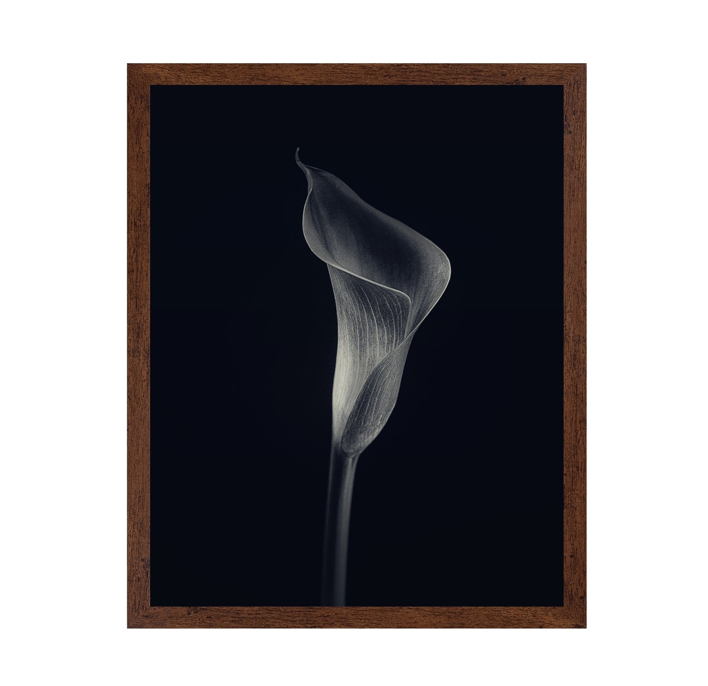 Calla Lily