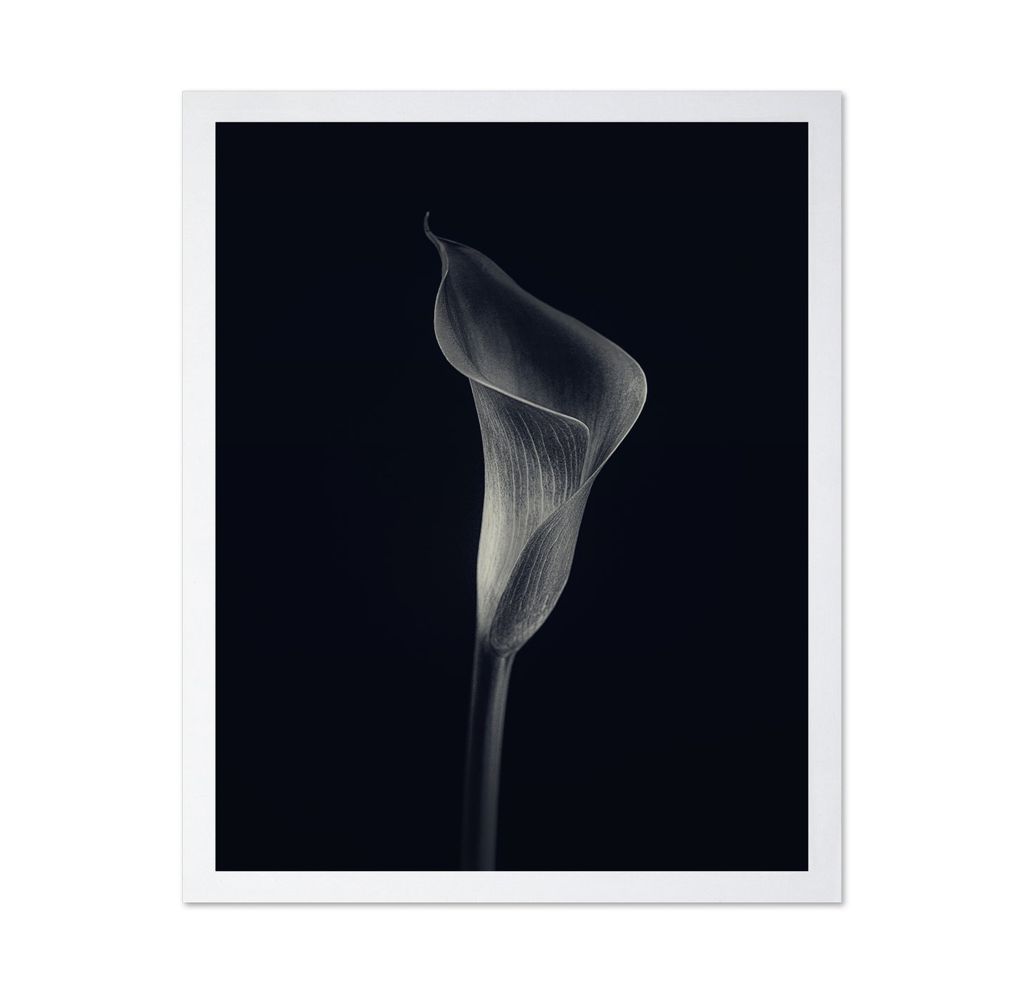 Calla Lily
