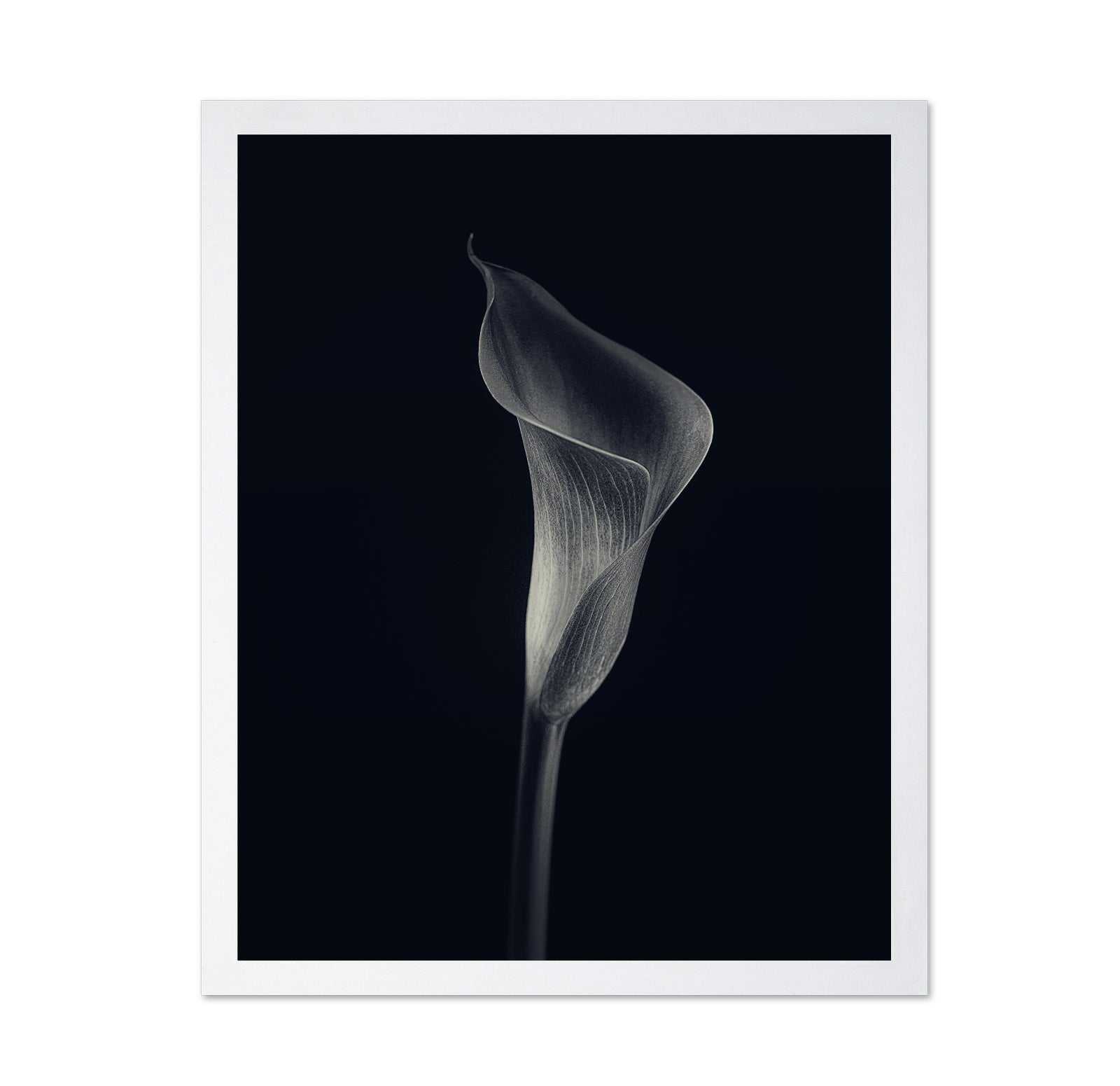 Calla Lily