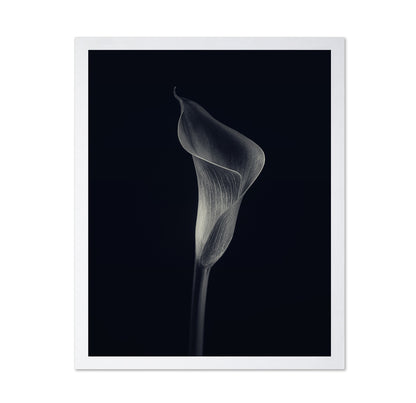 Calla Lily