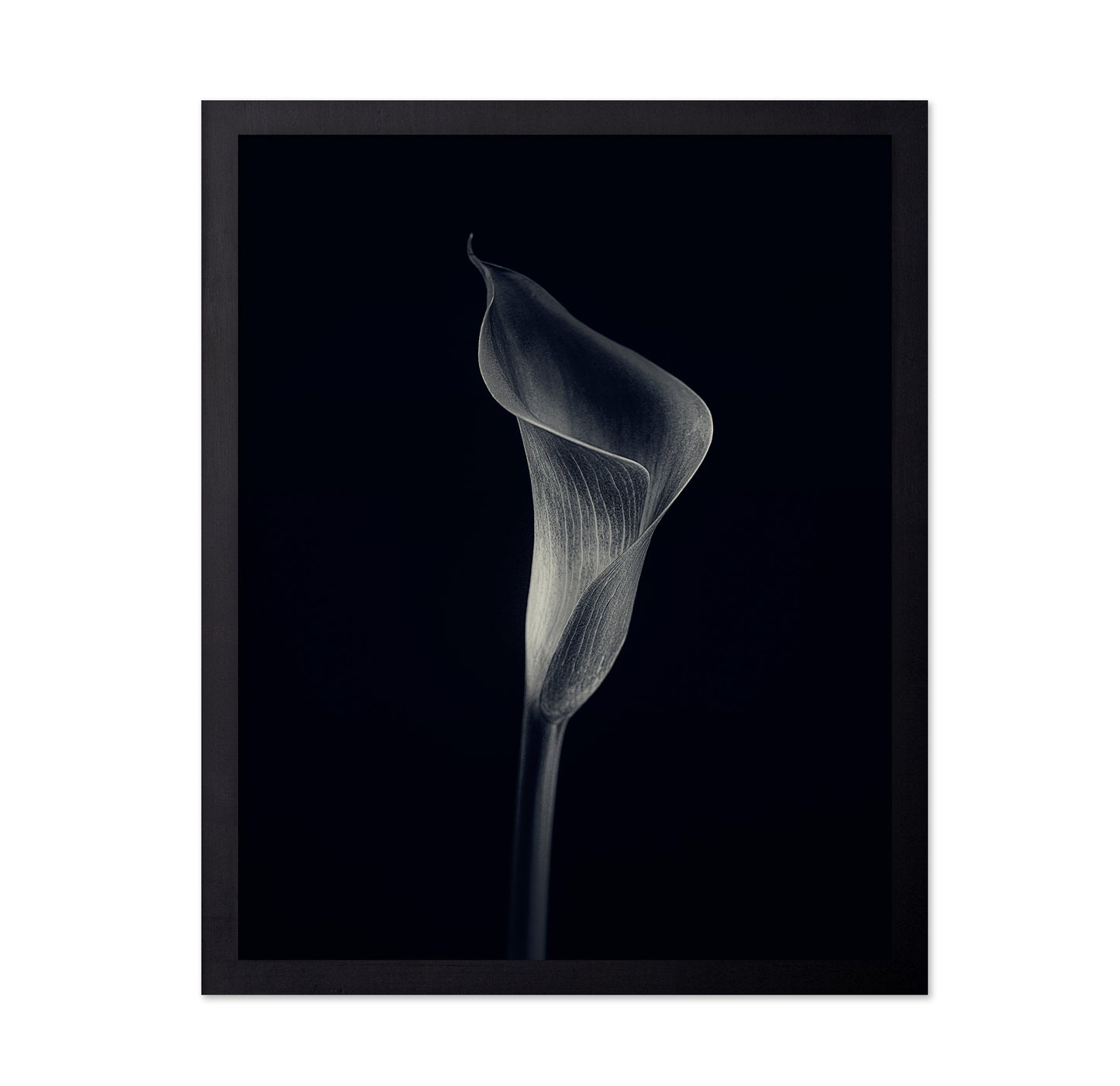 Calla Lily