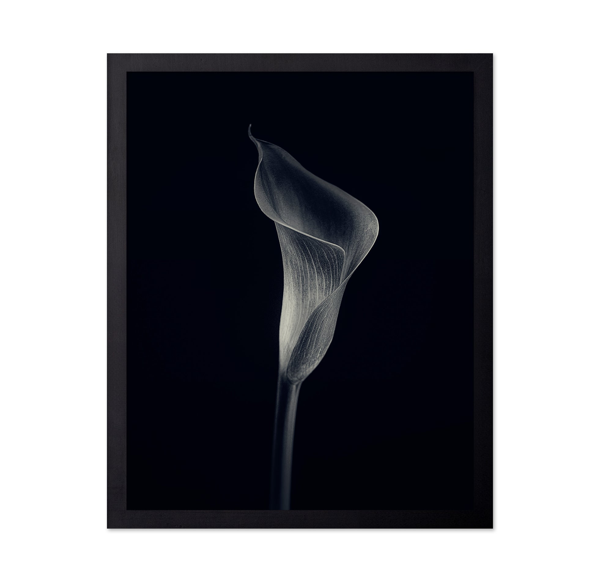 Calla Lily