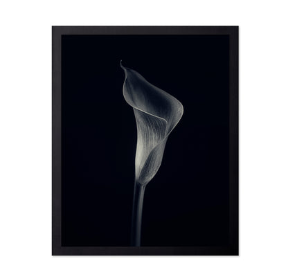 Calla Lily