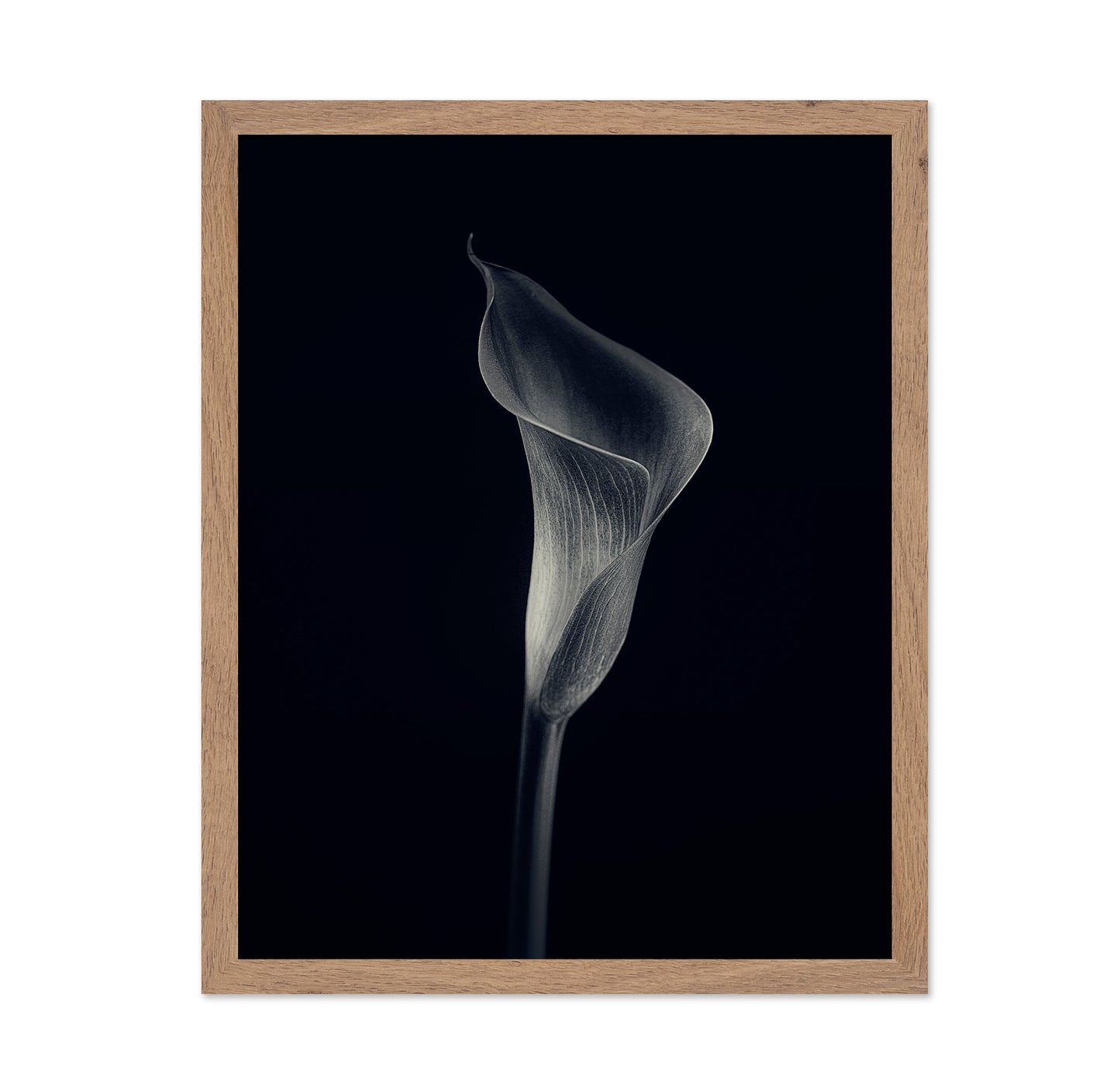 Calla Lily