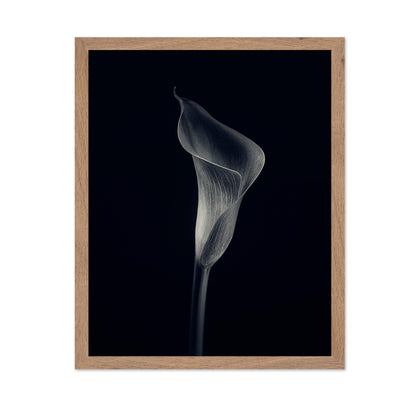 Calla Lily