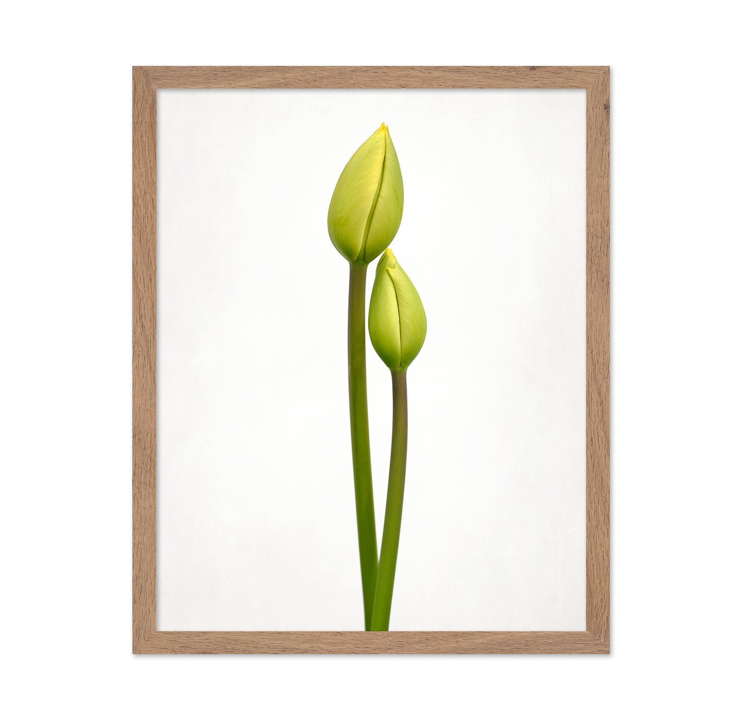 Tulip Time