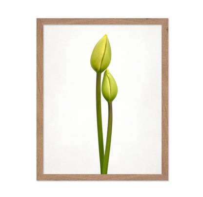 Tulip Time