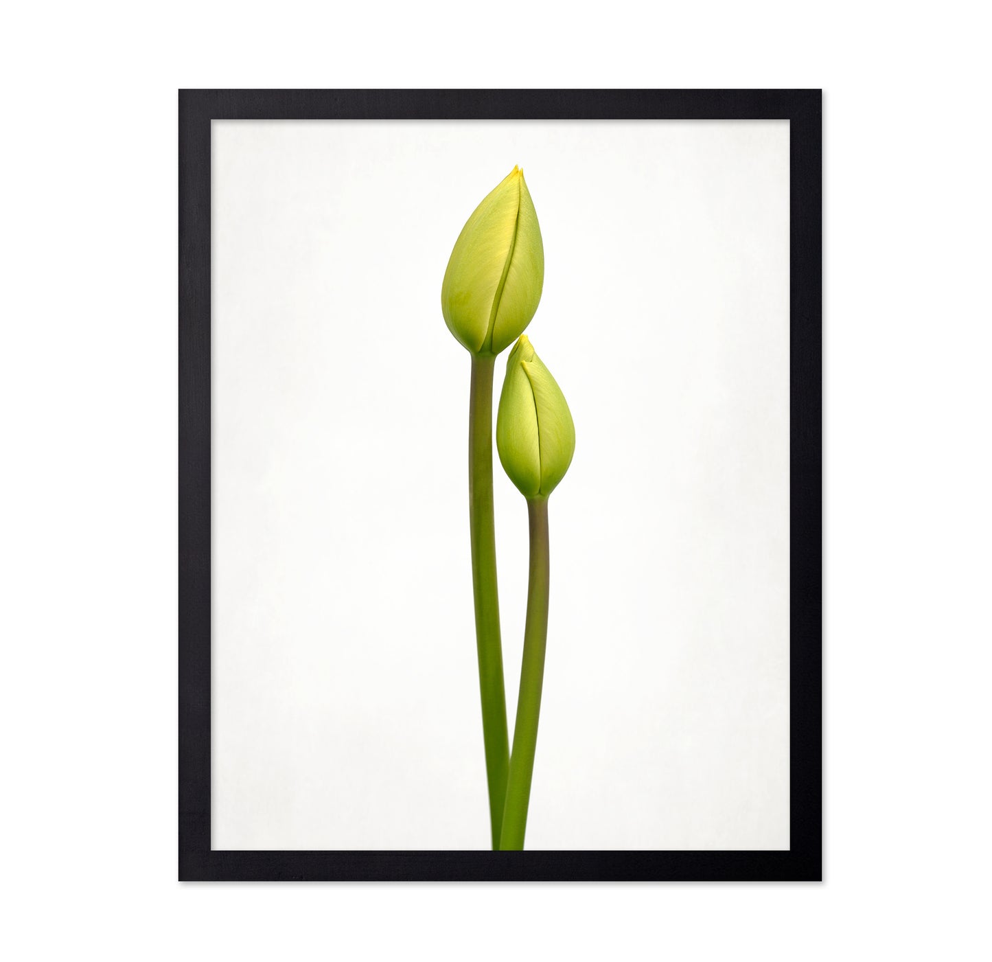 Tulip Time