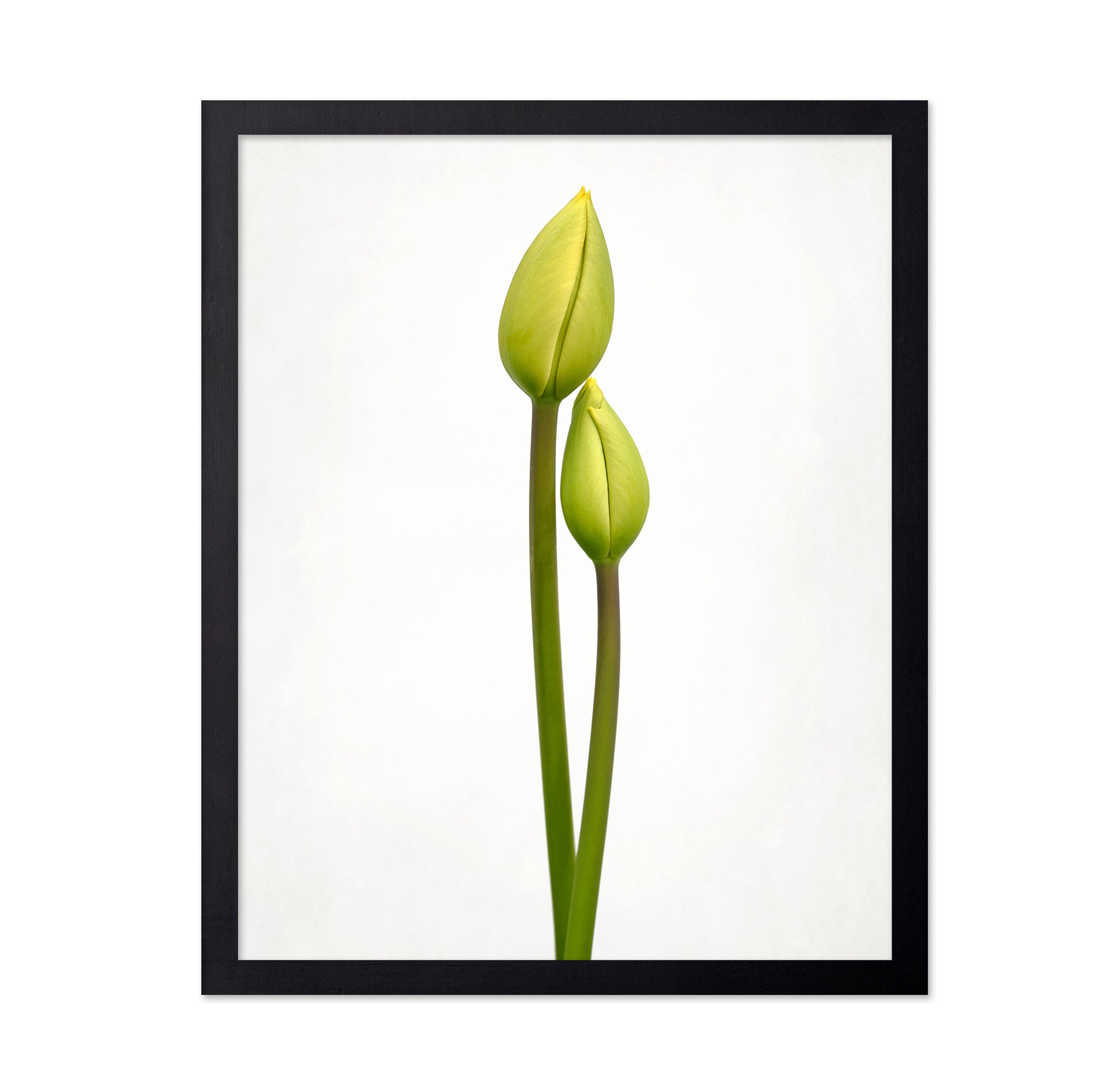 Tulip Time
