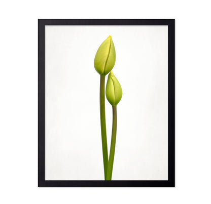 Tulip Time
