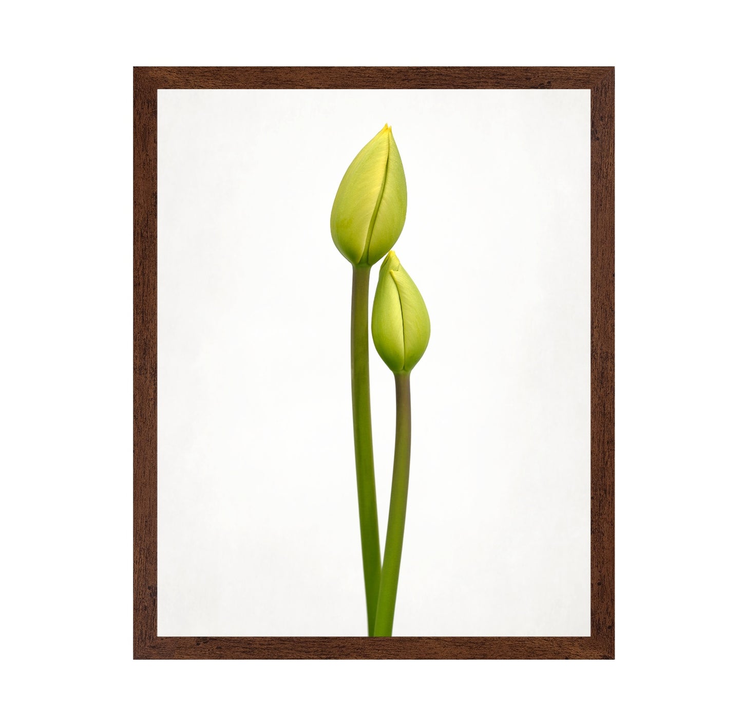 Tulip Time