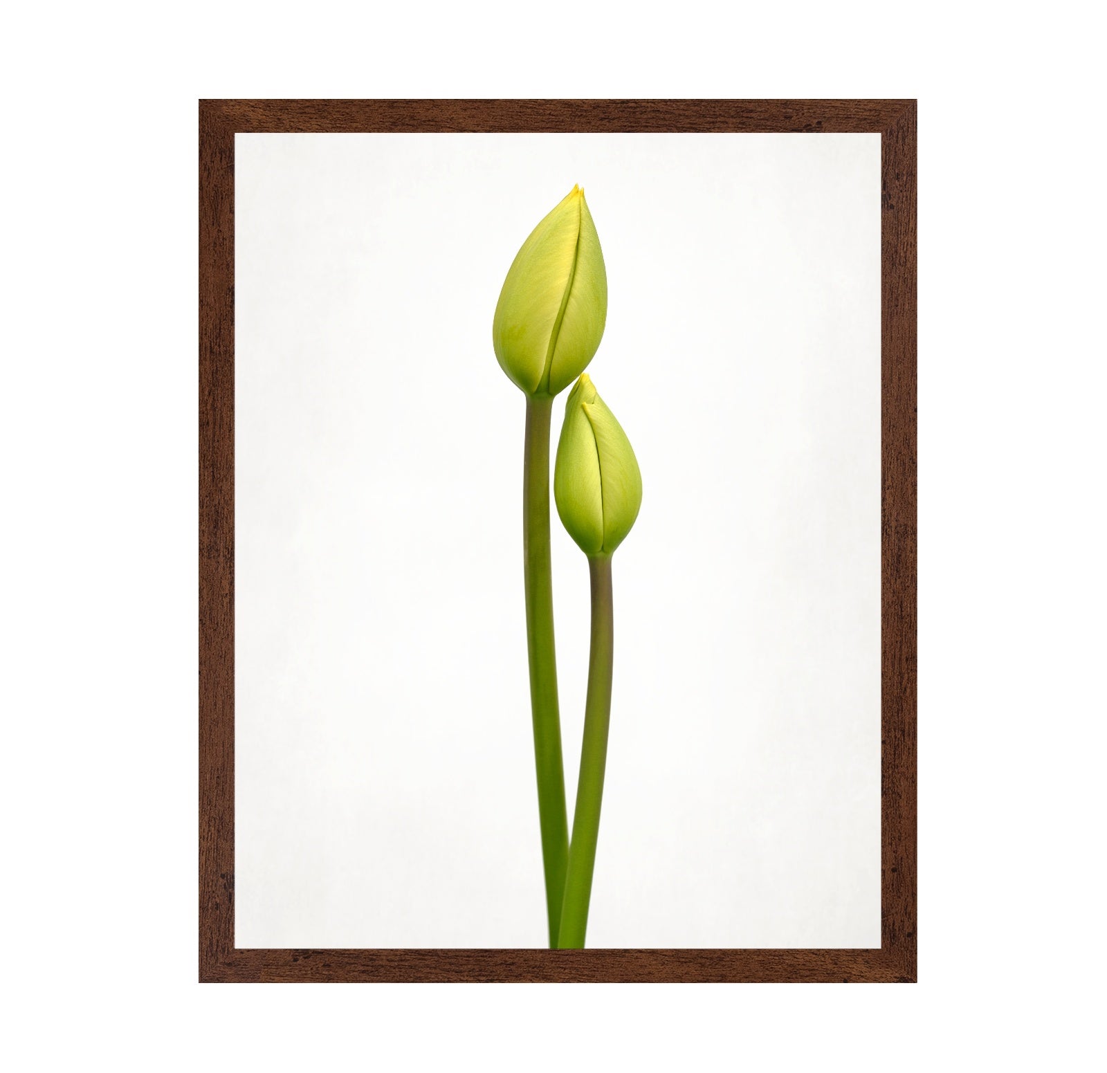 Tulip Time
