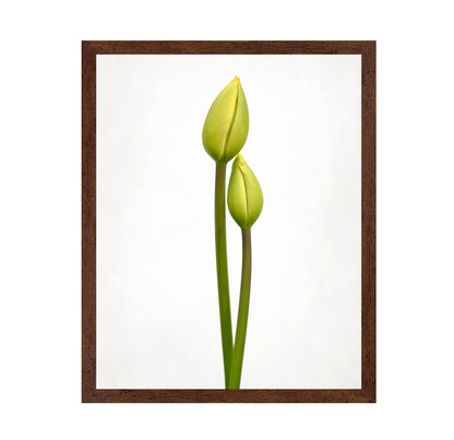 Tulip Time