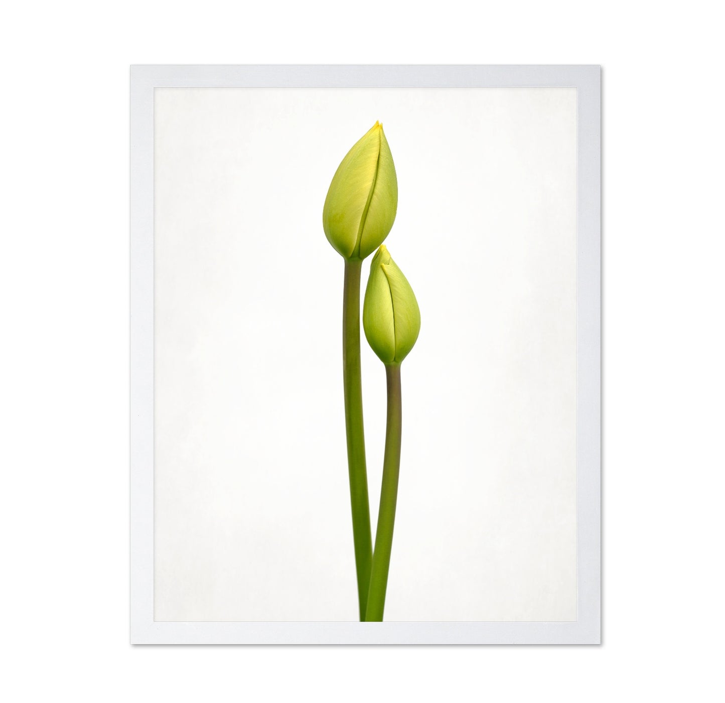 Tulip Time
